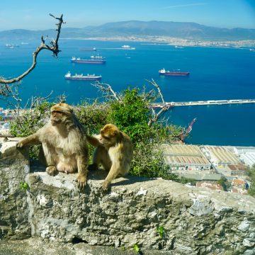Gibraltar monkeys overlooking the Gibraltar Straits.